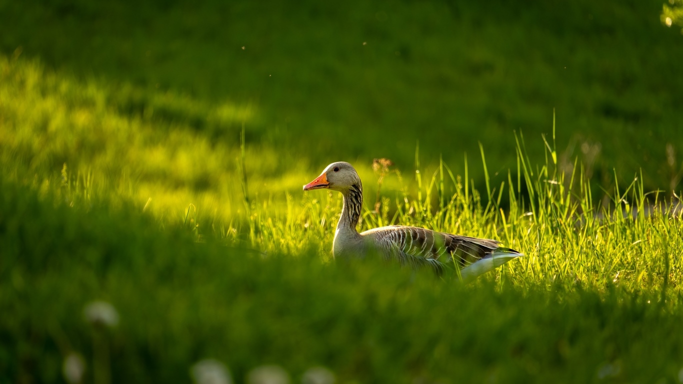 Большой серый гусь гуляет по зеленой траве