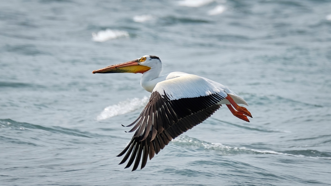 Большой пеликан летит над водой