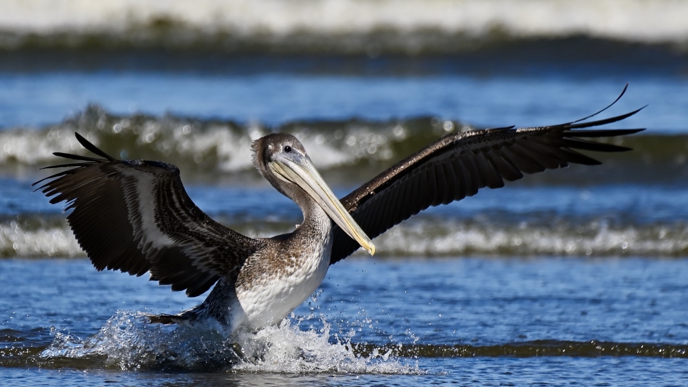Большой пеликан расправил крылья в воде