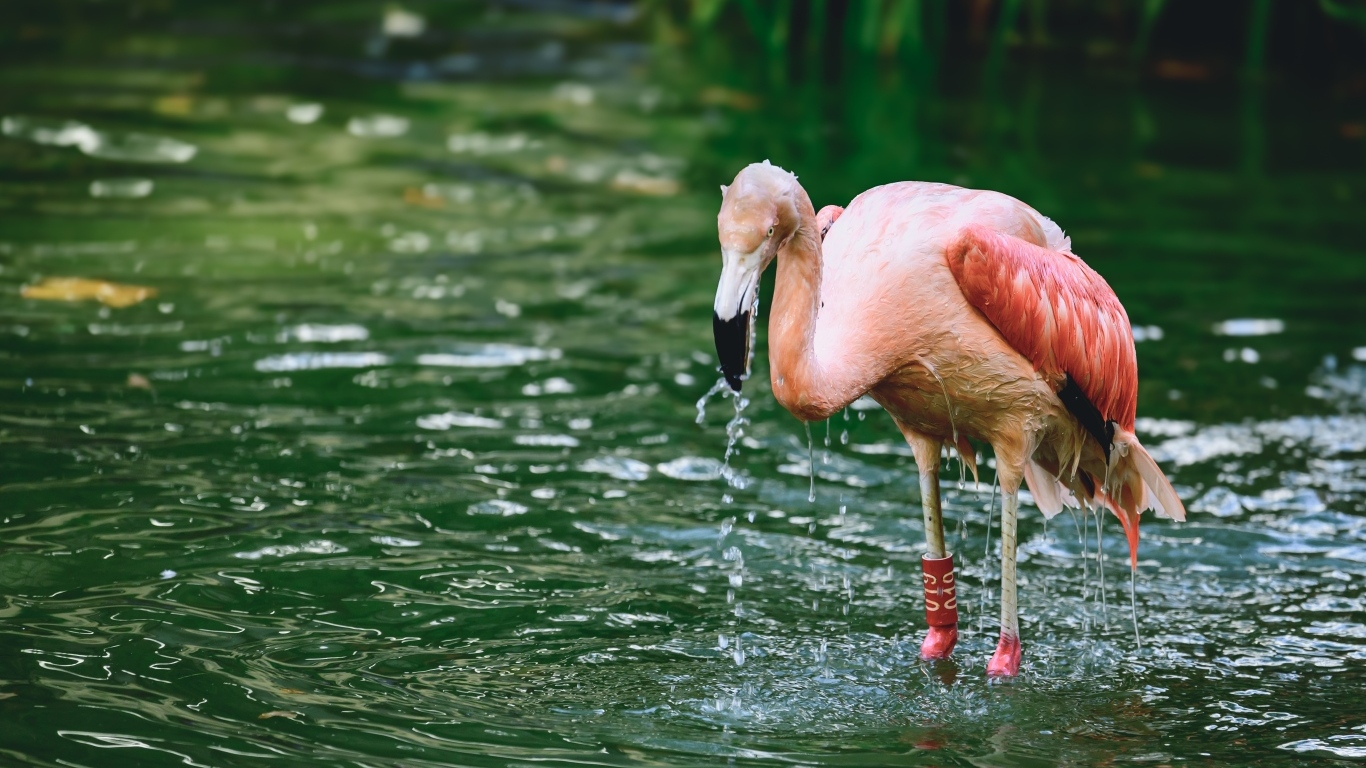 Большой розовый фламинго стоит в воде