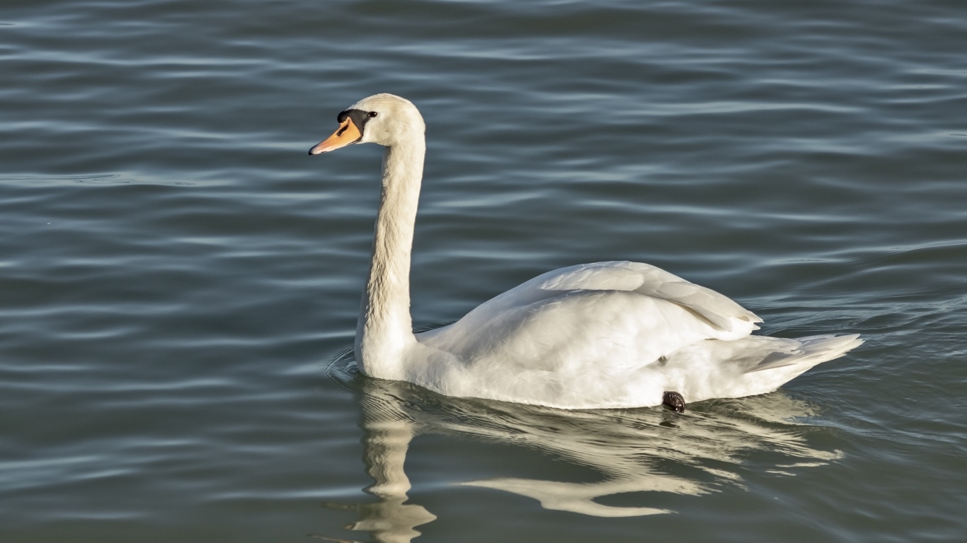 Большой белый лебедь плавает в воде