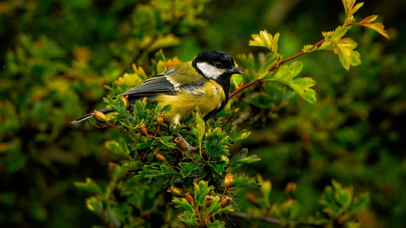 Маленькая синица сидит на ветке с зелеными листьями
