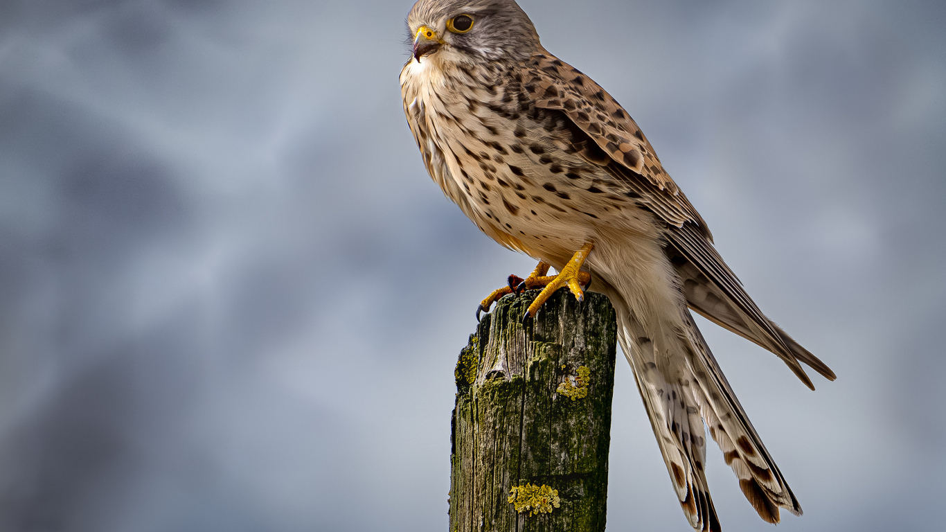 Хищный сокол сидит на сухом дереве 