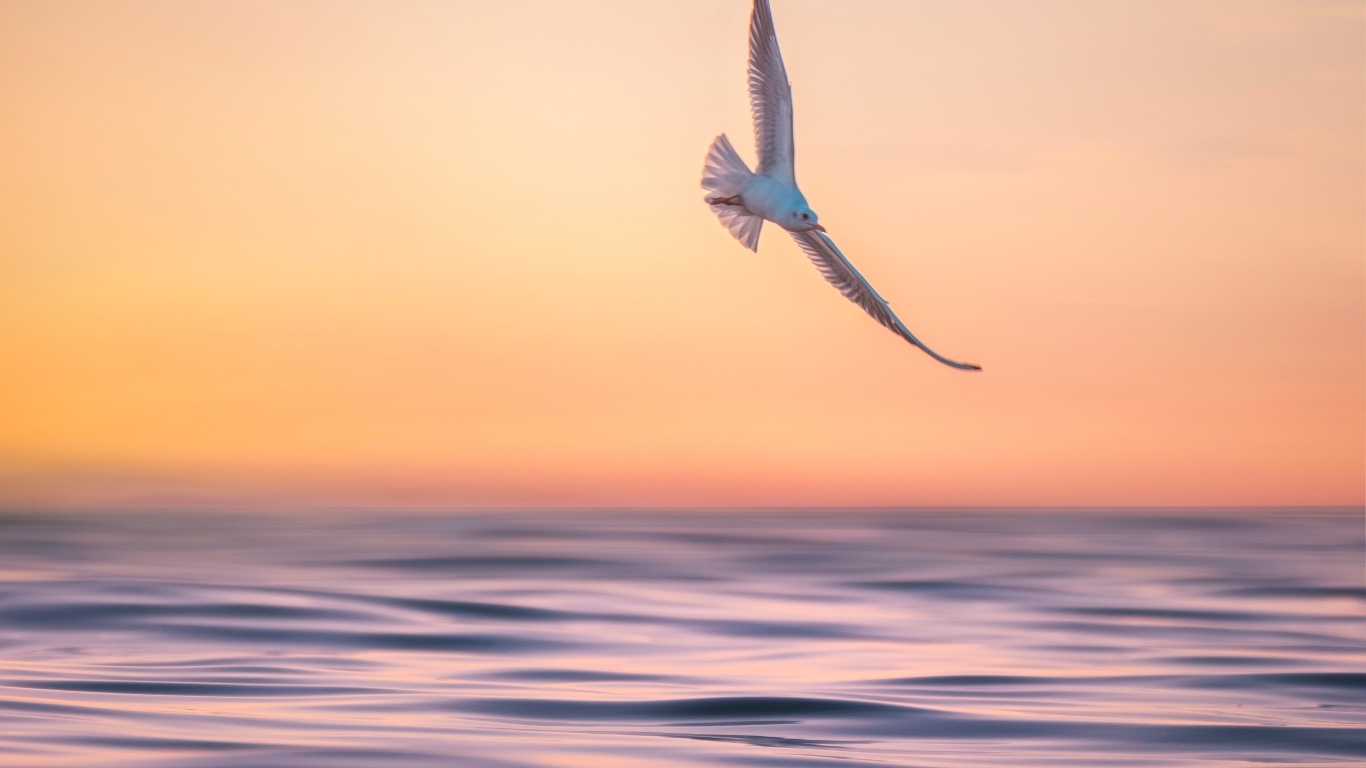 Чайка летает над спокойным морем