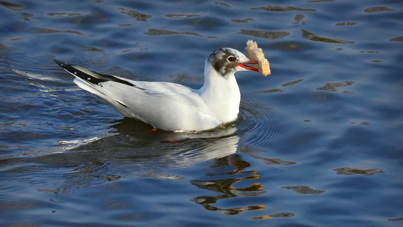 Чайка  с куском хлеба плавает в воде
