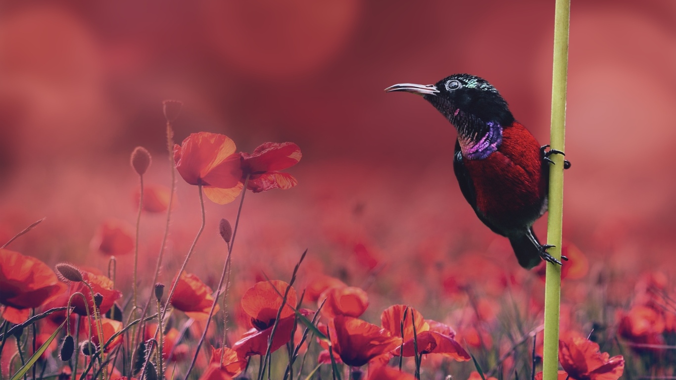 Маленькая черная птица сидит на траве у поля с красными маками