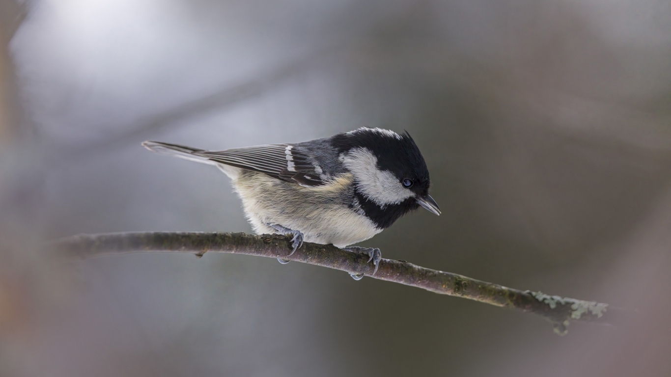 Маленькая пестрая синичка сидит на ветке дерева 