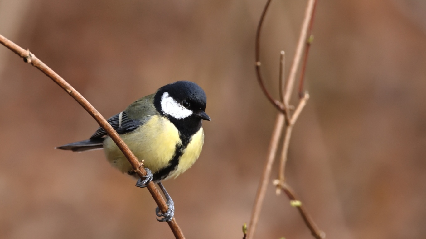 Маленькая синица сидит на тонкой ветке