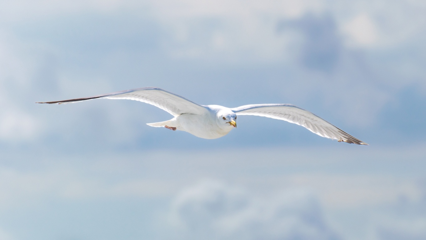 Белая чайка летит в облаках