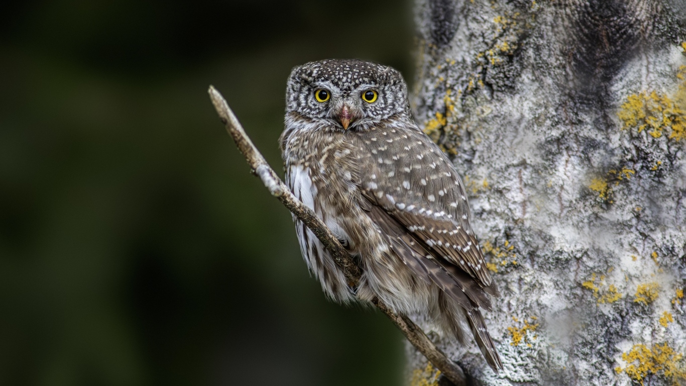 Птица сова сидит на ветке у дерева