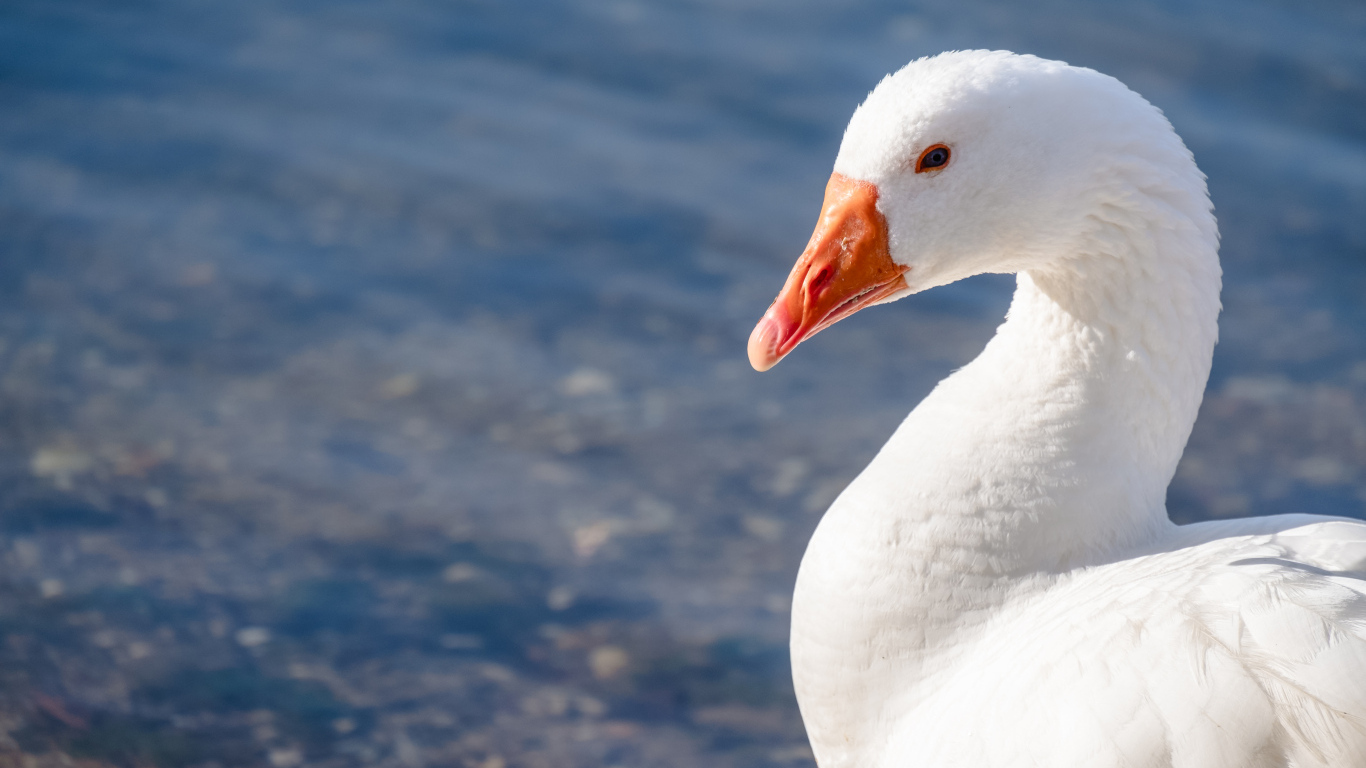 Красивый белый гусь в лучах солнца у воды