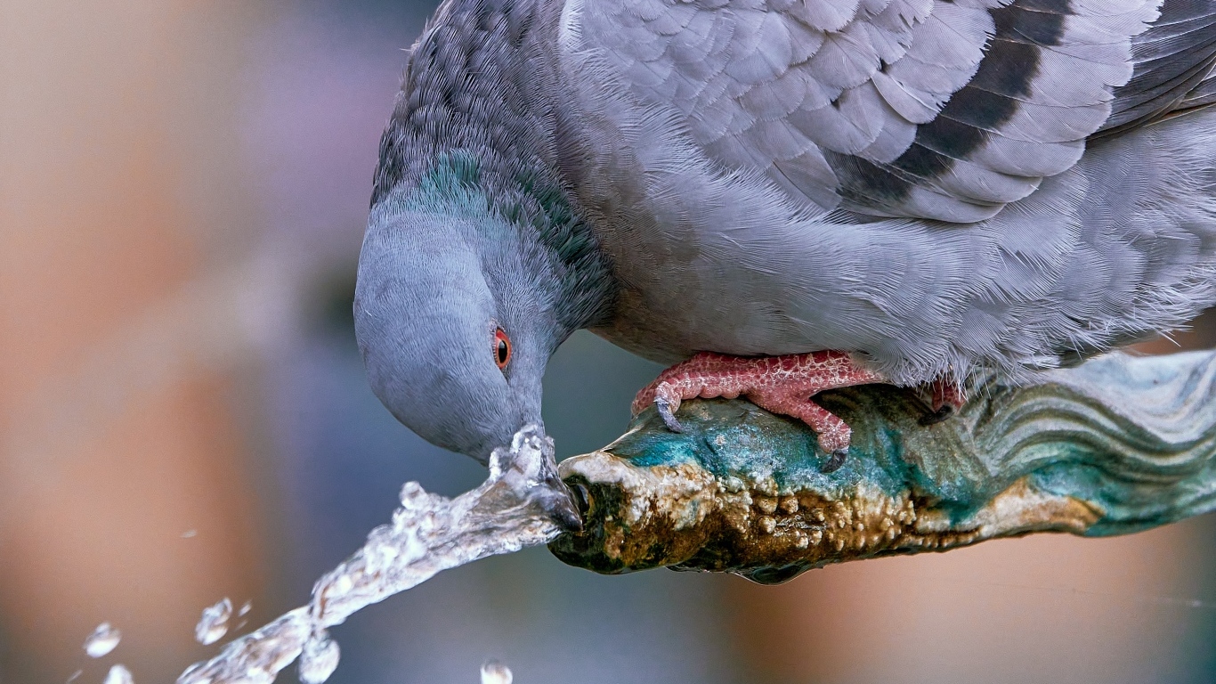 Большой серый голубь пьет воду