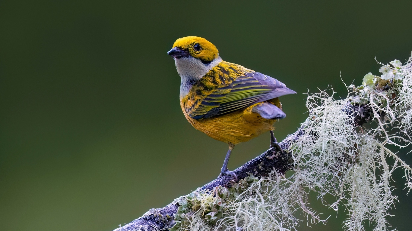 Птица вьюнок сидит на ветке