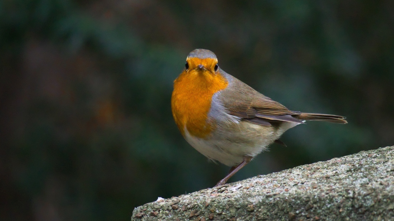 Птица вьюнок сидит на бетонной плите