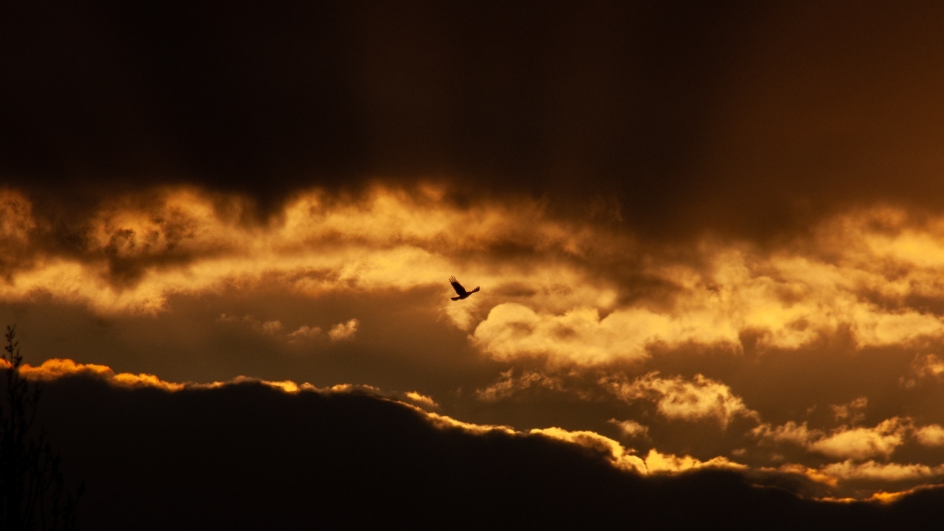 Птица летит в небе на фоне заката