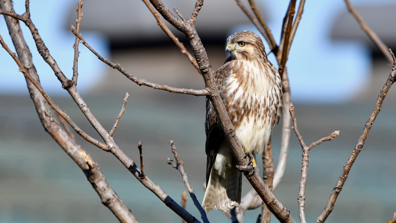 Хищная птица канюк сидит в ветках дерева