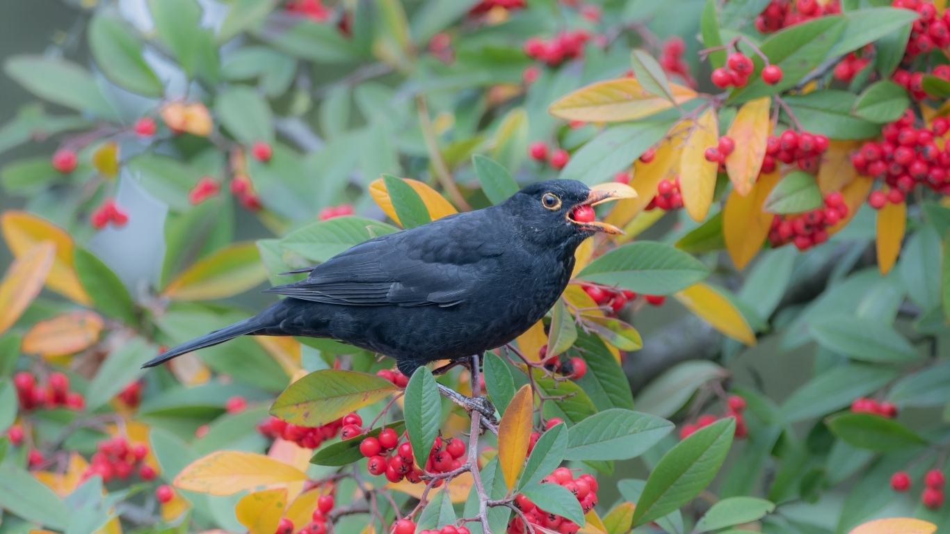 Черная птица на ветке с красными ягодами