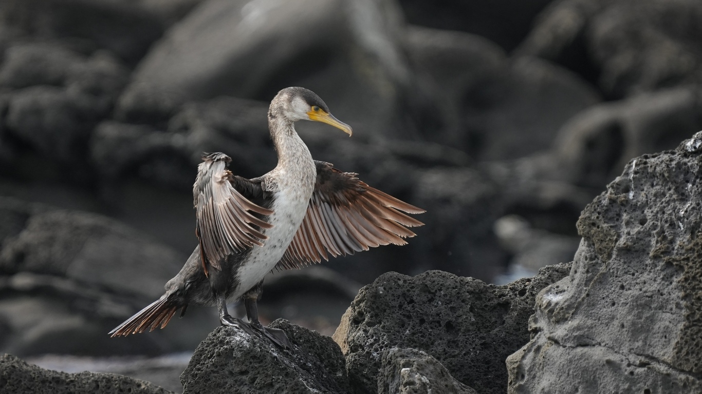 Черный баклан охотится на камне