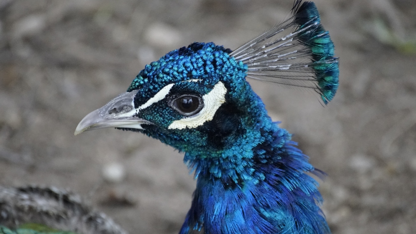 Синяя голова павлина крупным планом