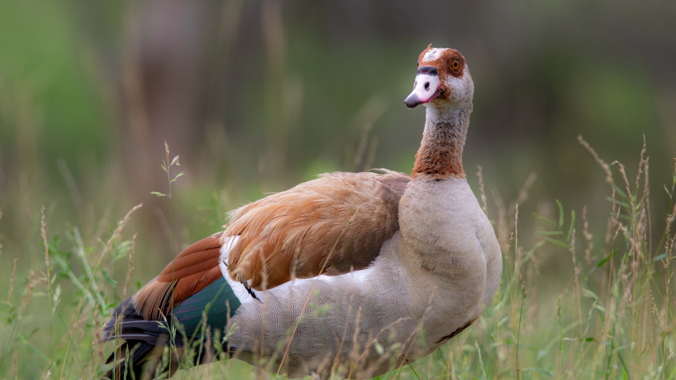 Коричневый дикий гусь в траве