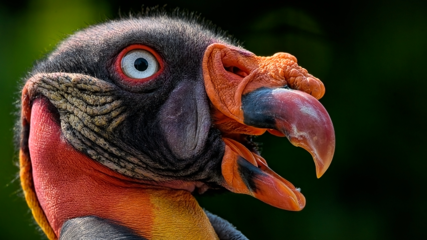 Голова грифа с голубыми глазами крупным планом