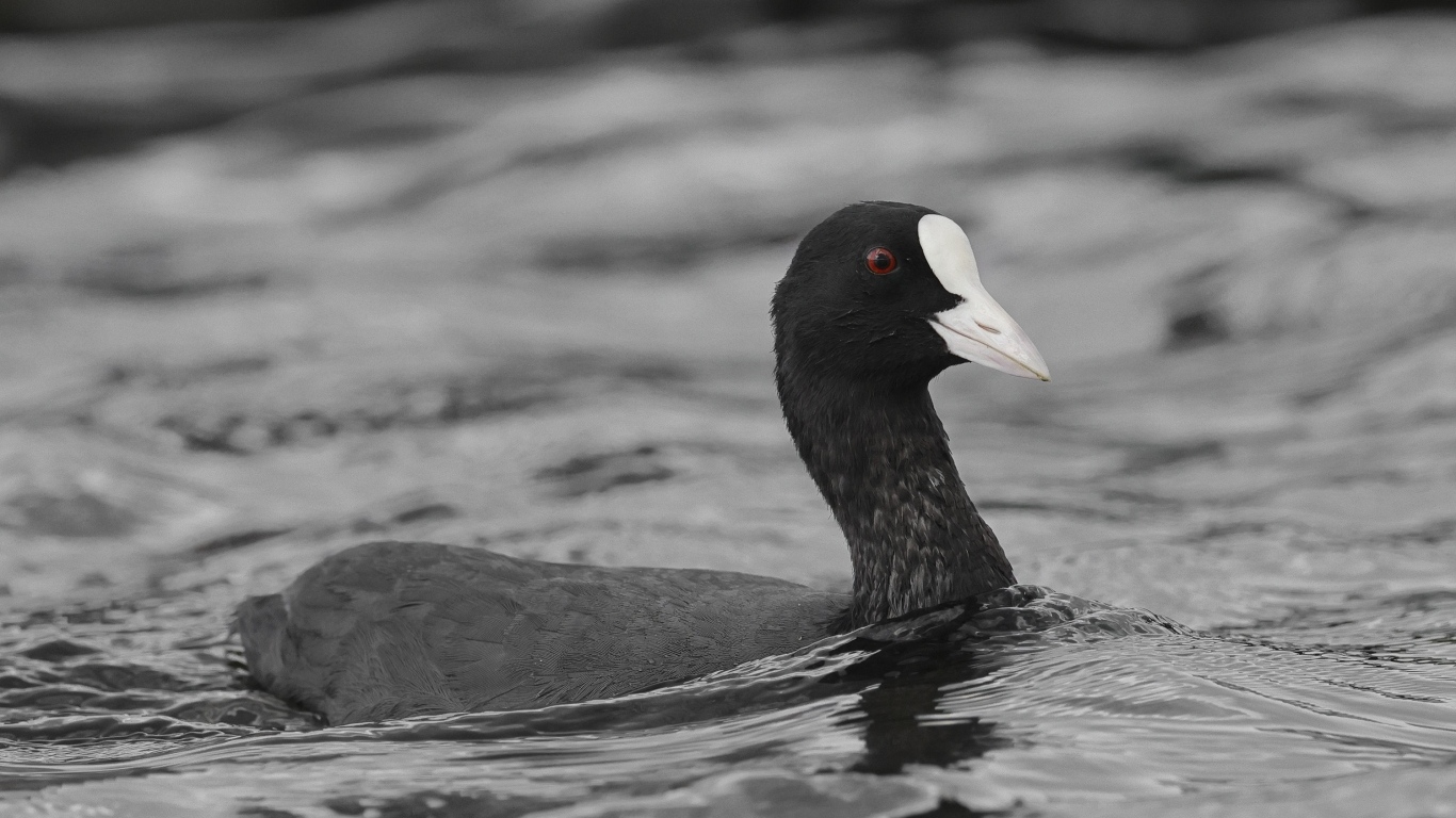 Птица лысуха плывет по воде