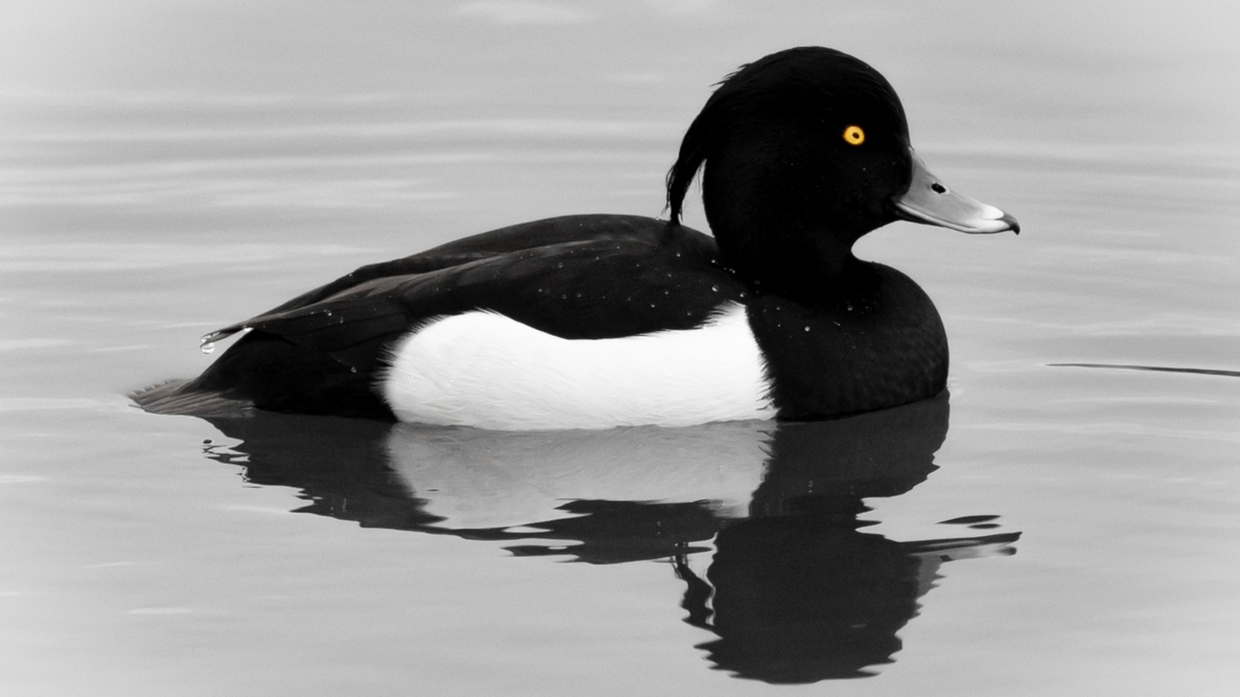 Хохлатая утка плавает в воде