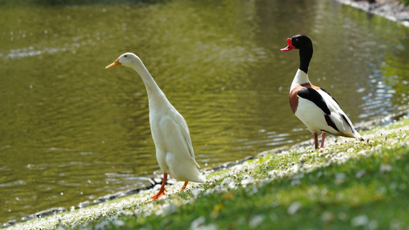 Утка и гусь у воды