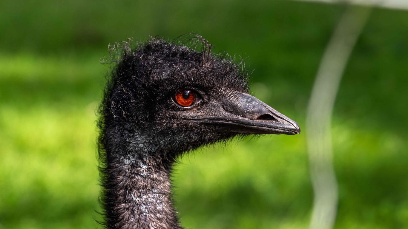 Голова страуса эму крупным планом