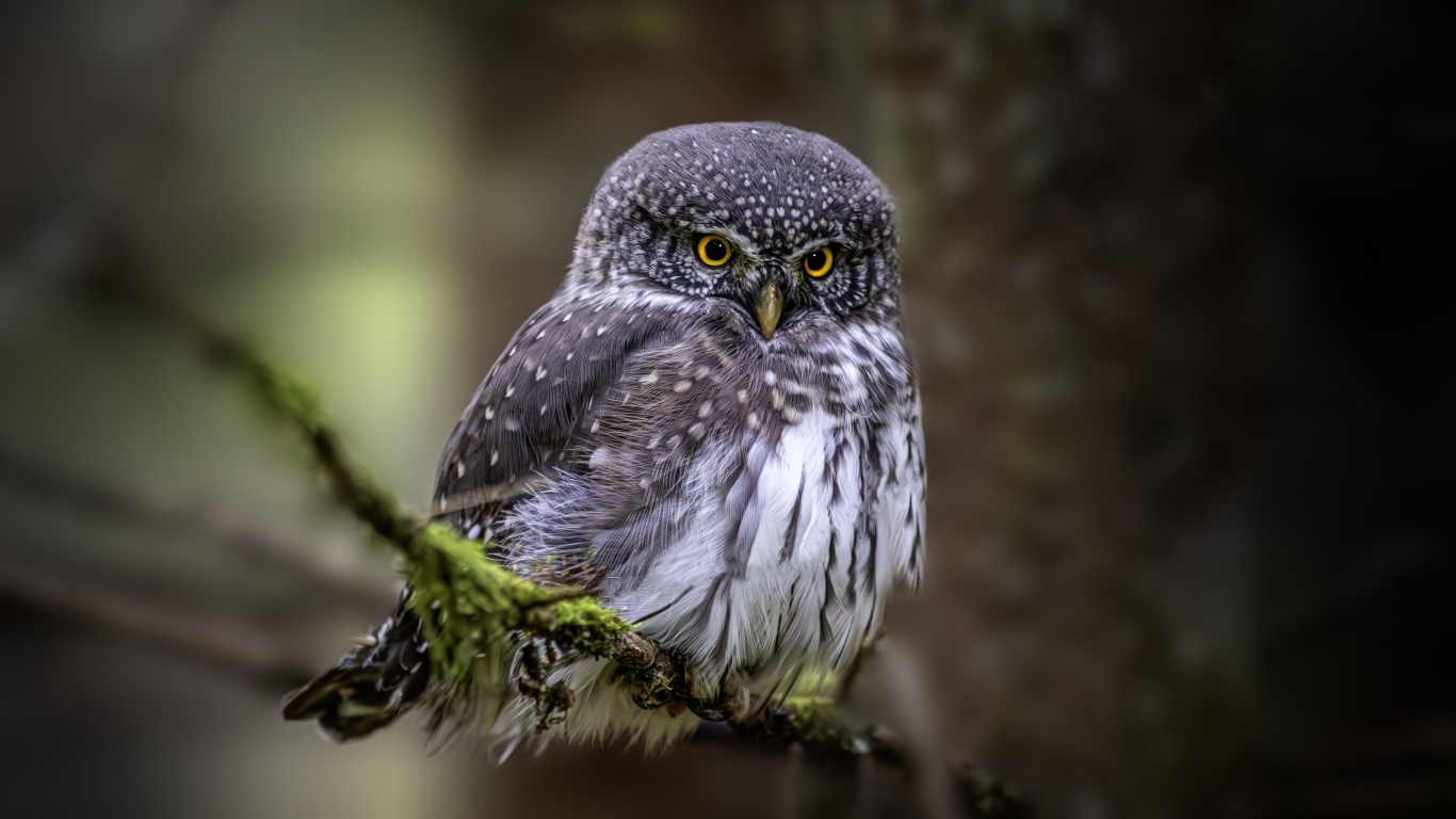 Евразийская карликовая сова сидит на ветке