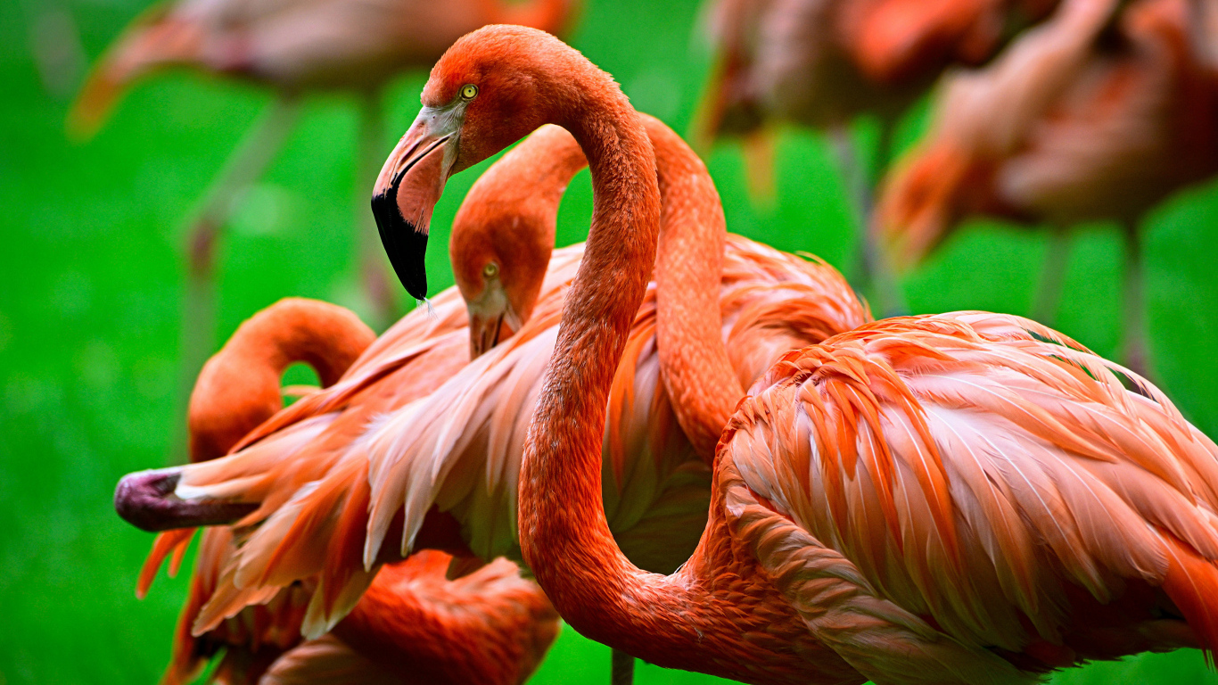 Стая розовых фламинго крупным планом