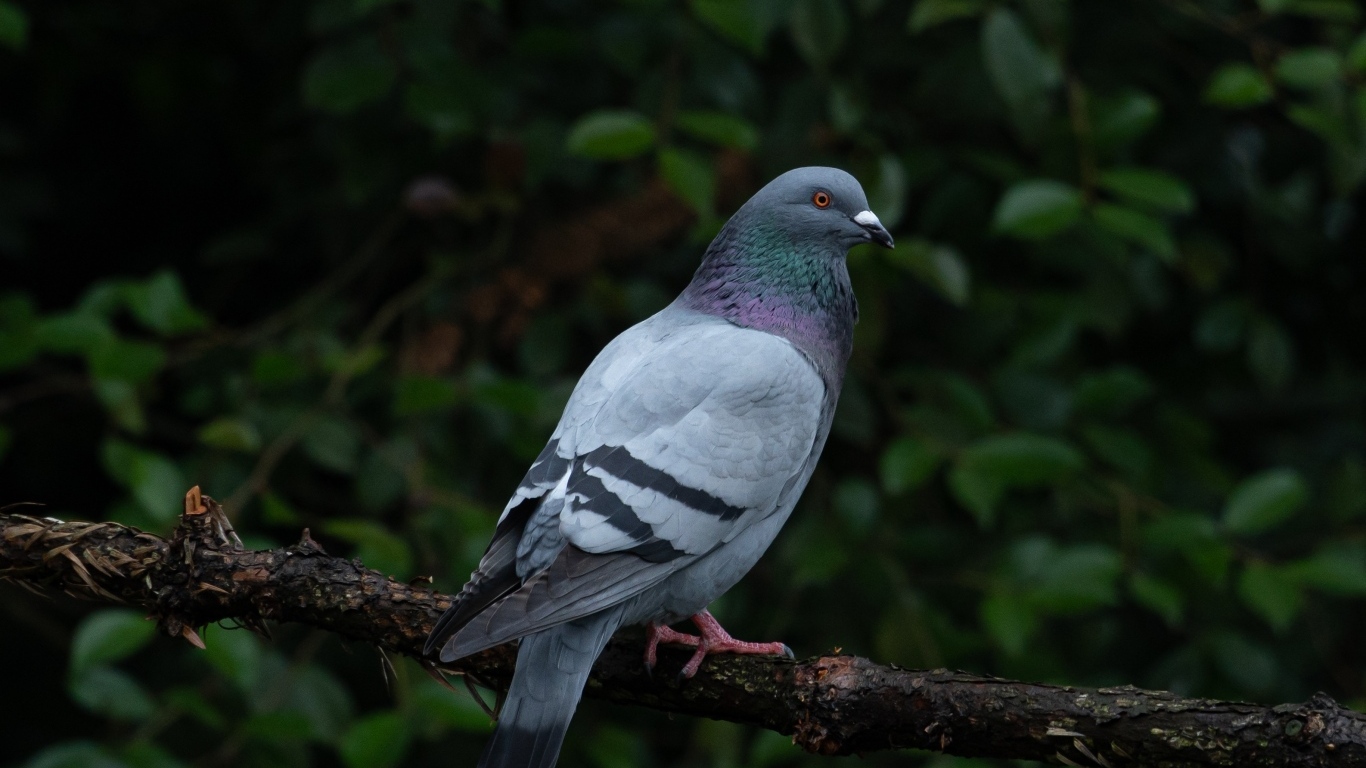 Серый голубь сидит на ветке дерева