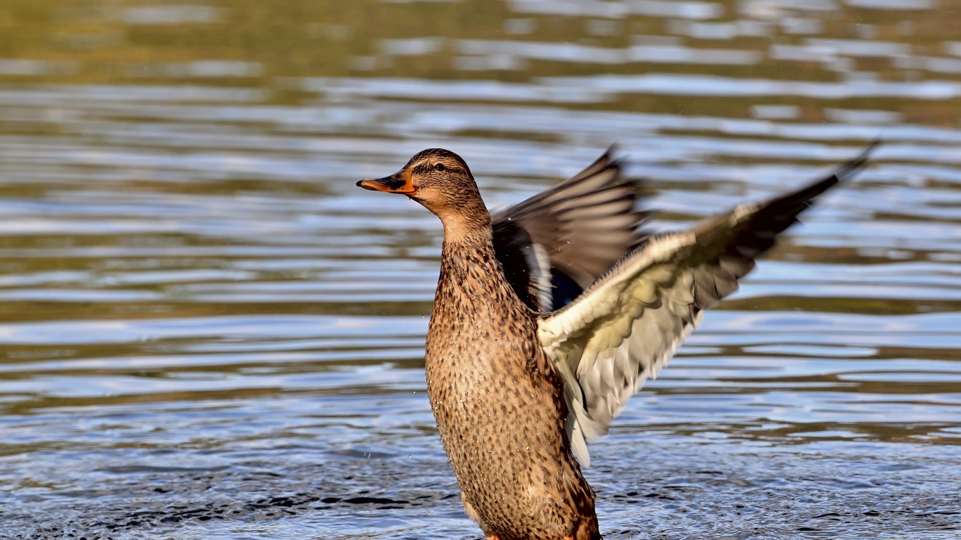 Серая утка расправила крылья в воде