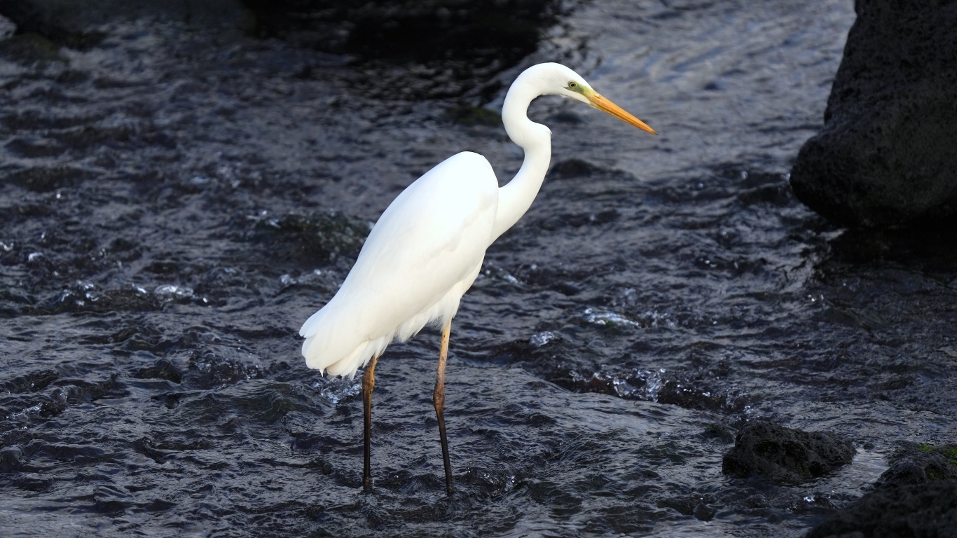 Большая белая цапля стоит в воде