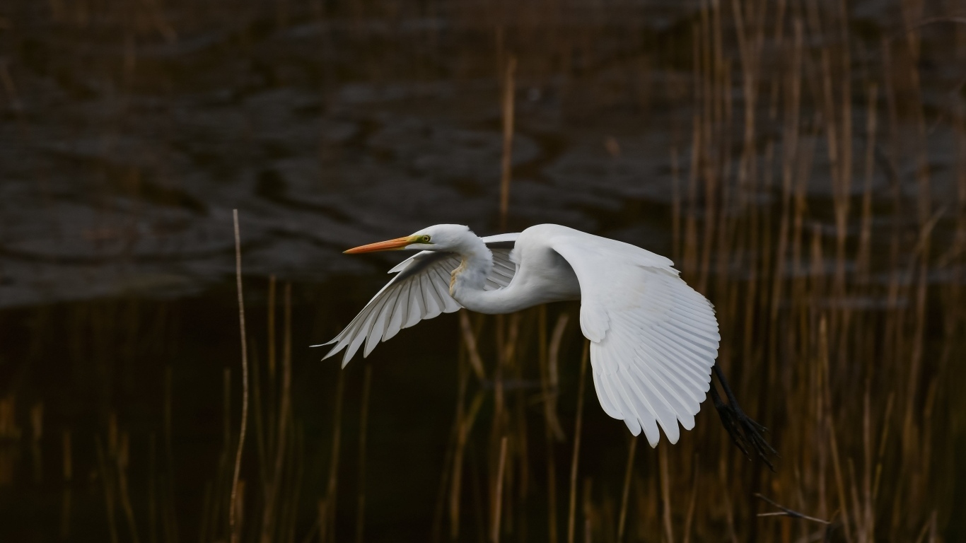 Большая белая цапля летит над водой