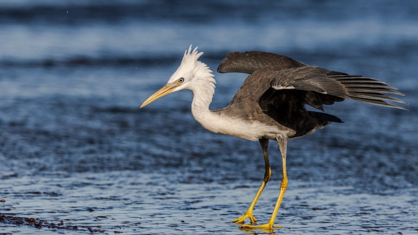 Большая цапля на мокром асфальте