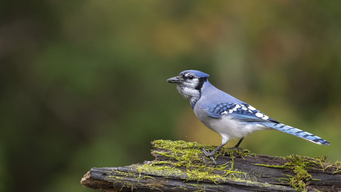 Большая сойка сидит на ветке дерева 