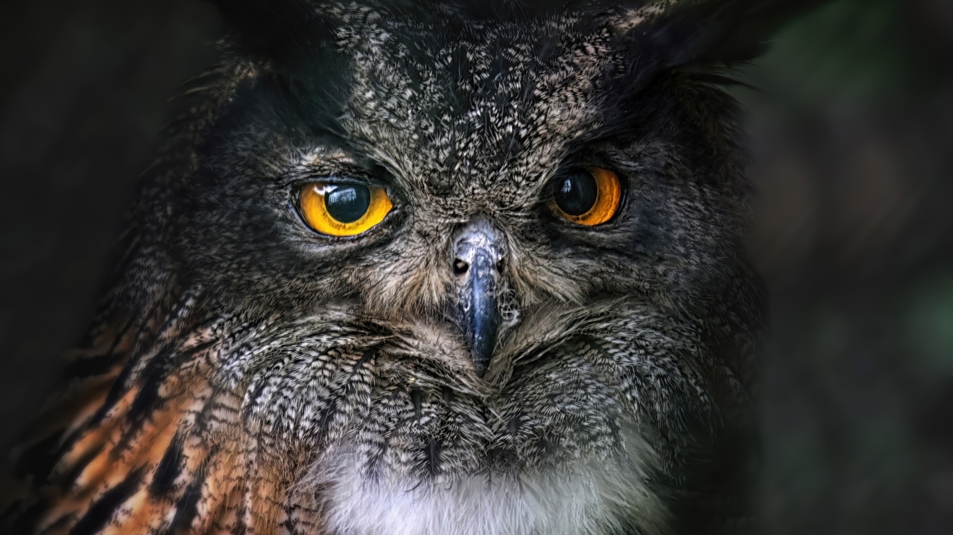 Большая ушастая сова с желтыми глазами