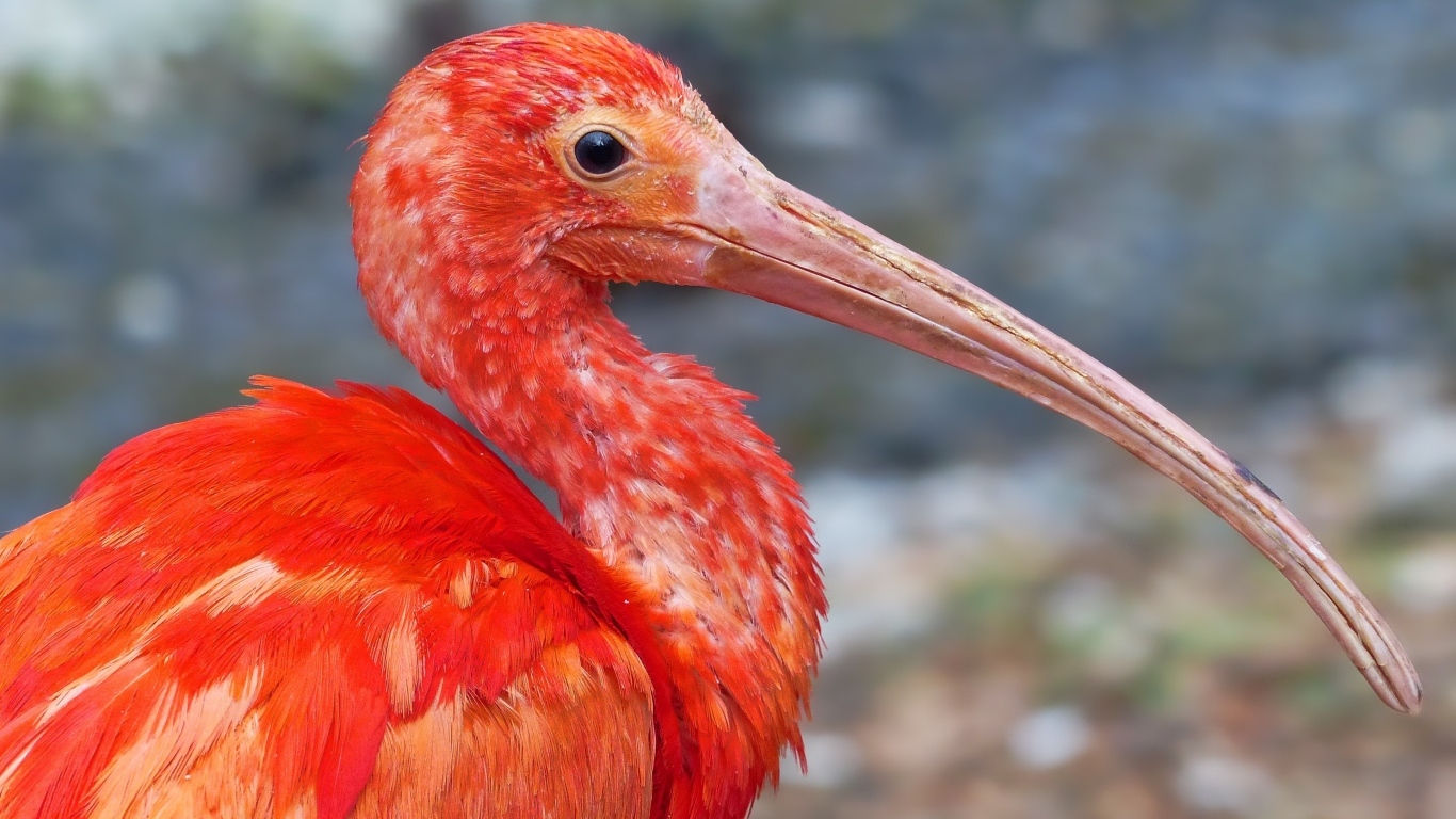 Большой розовый ибис крупным планом