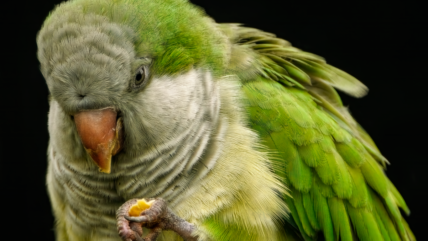 Зеленый попугай на черном фоне крупным планом