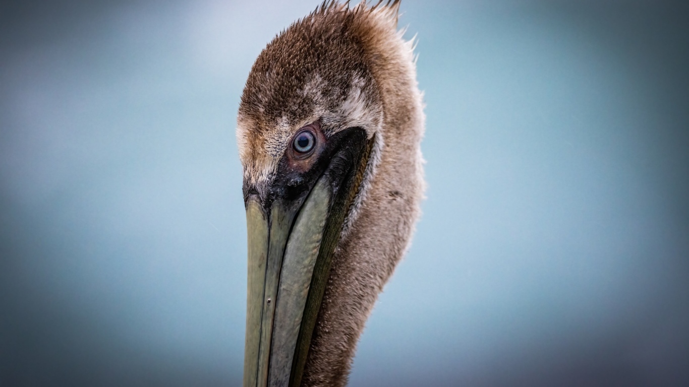 Голова пеликана с длинным клювом на сером фоне