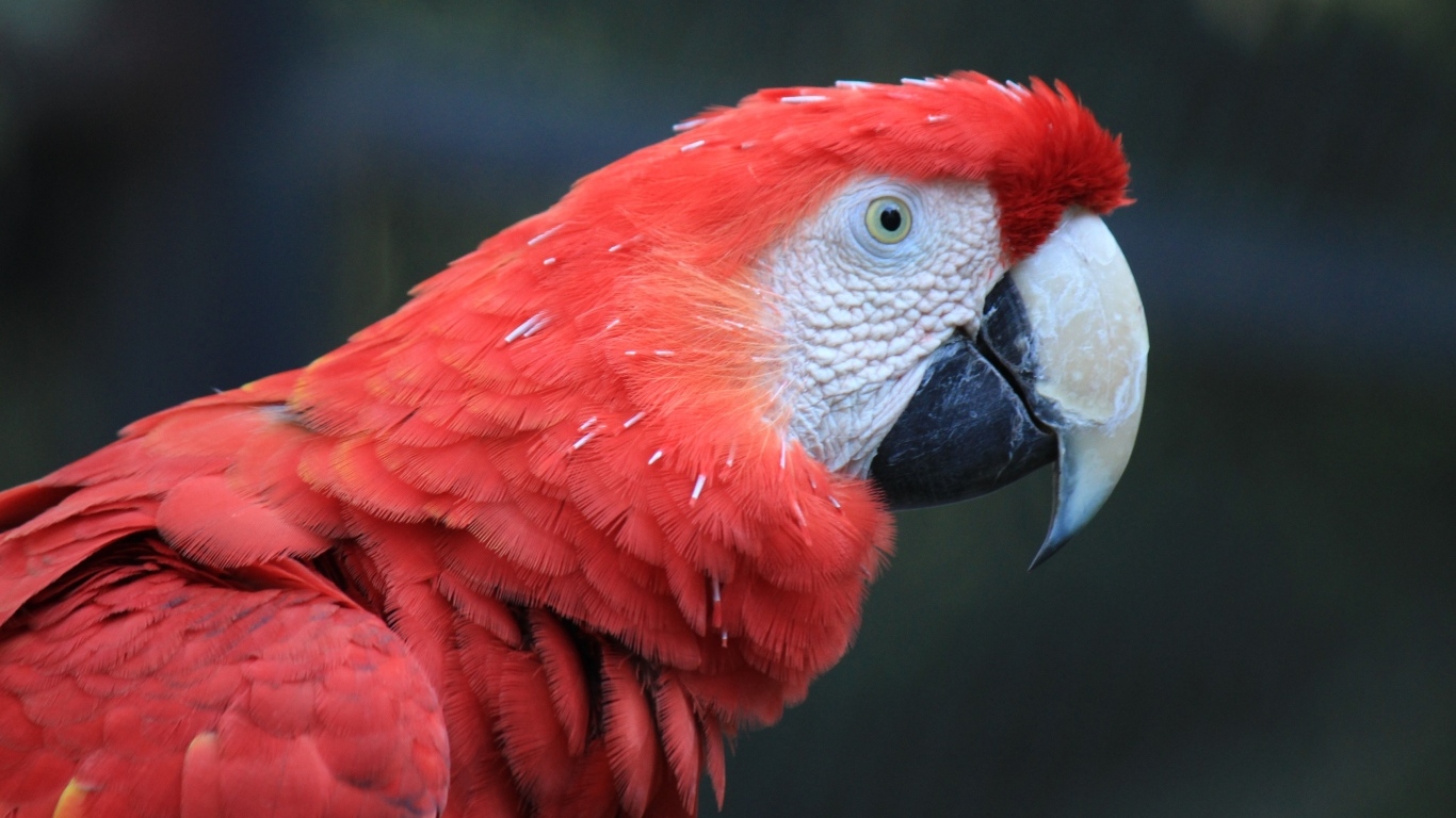 Большой красный попугай ара