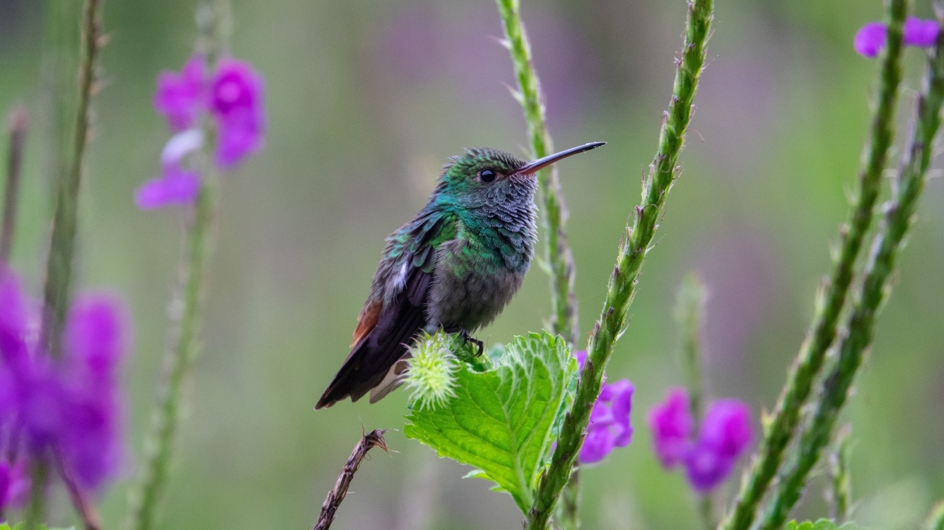 Маленькая зеленая птица колибри сидит на листке