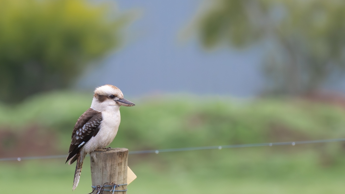 Маленькая кукабарра сидит на столбе