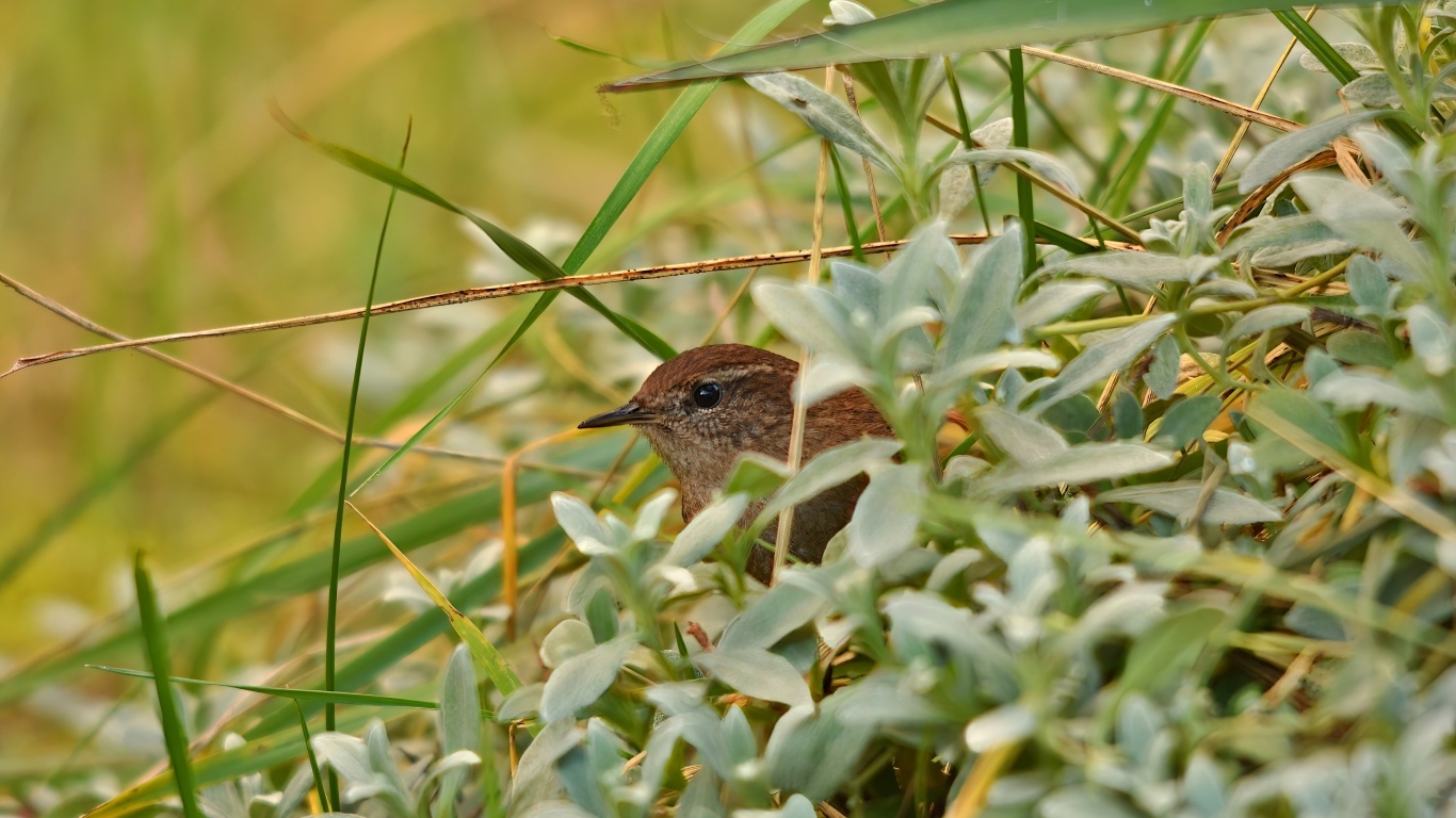 Маленькая иволга прячется в зеленых листьях