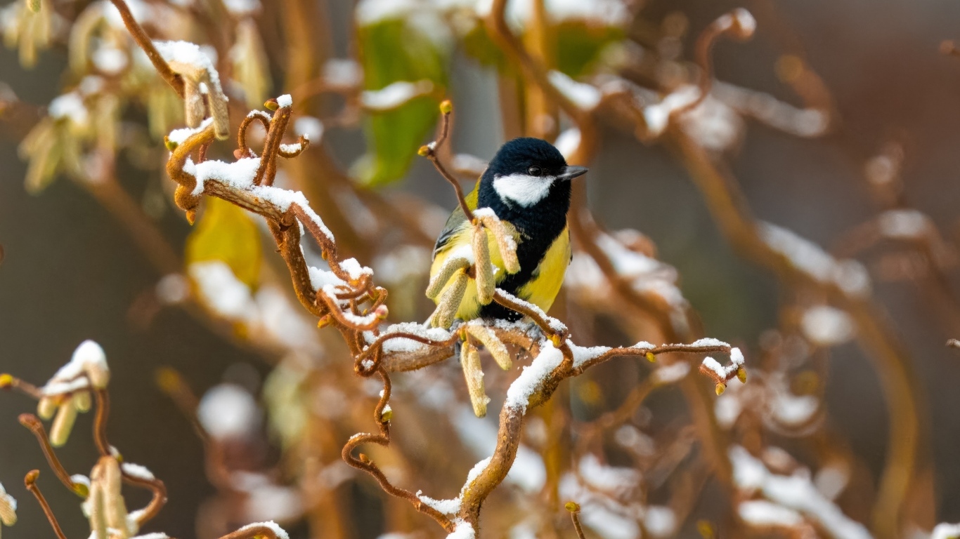 Маленькая синица сидит на ветке зимой