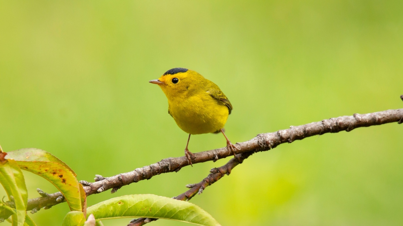 Маленькая желтая птичка сидит на ветке