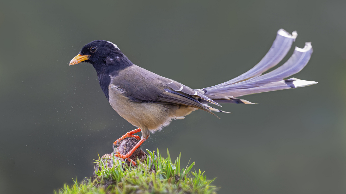 Сорока крупным планом