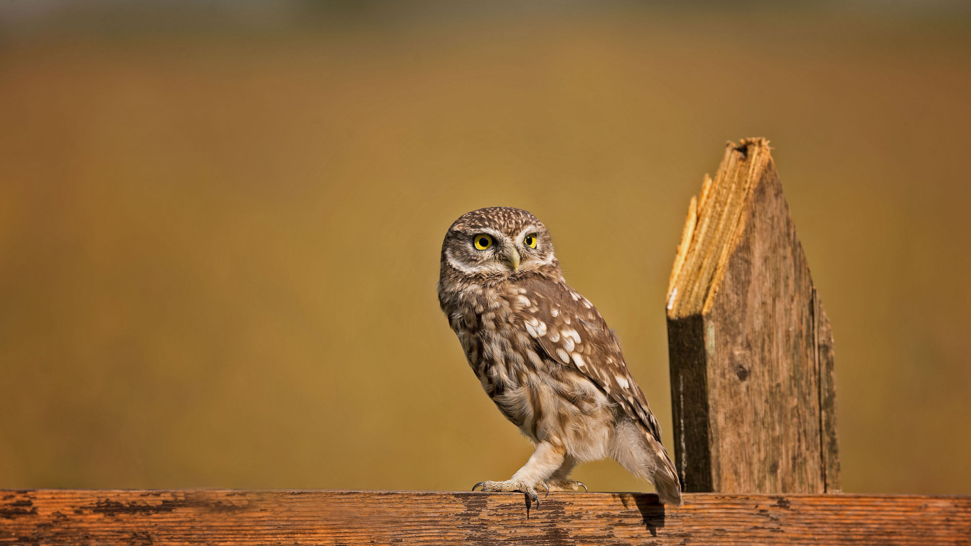 Сова сидит на деревянном заборе