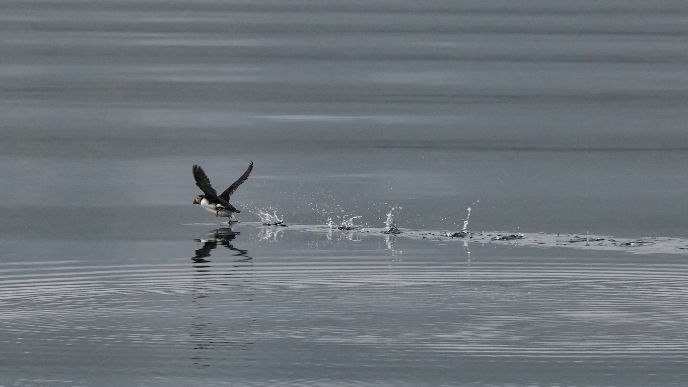 Птица тупик взлетает по воде